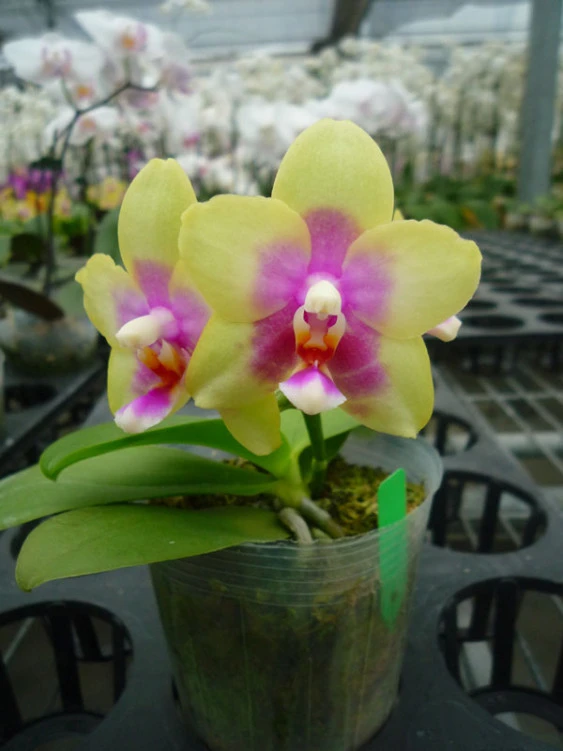 YC097 Phal. Violgoid