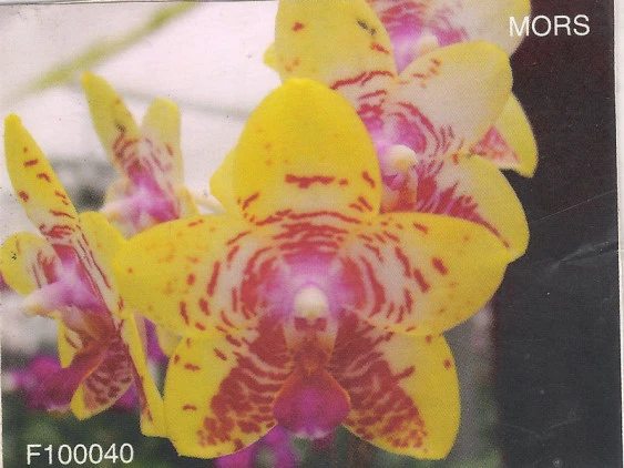 YC096 Phal. Orchid World 