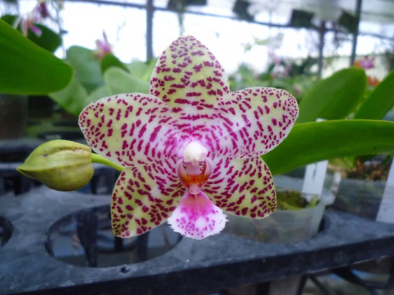 YC095 Phal. Natasa 