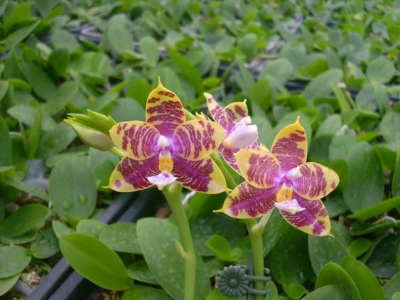 YC094 Phal. (Yungho Gelb x Sogo Kaiulani)