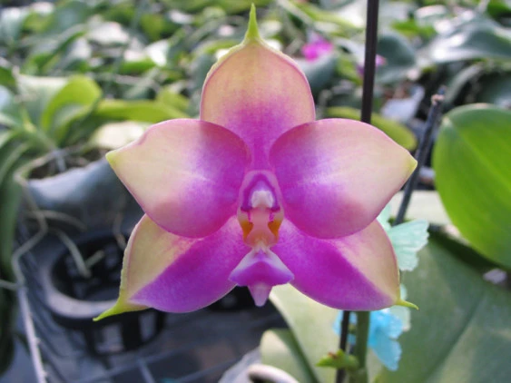 YC093 P. Penang Girl x P. Dragon Tree Eagle 