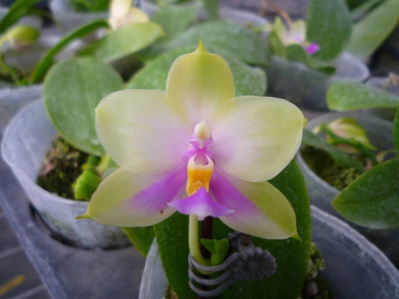 YC092 P. violacea x P. Yungho Gelblite