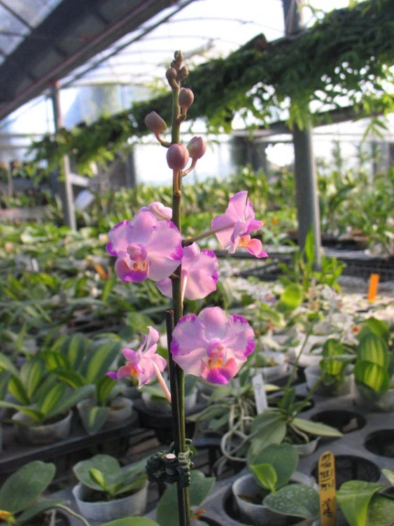 YC090 Dor. Pulcherrima x P. Anna-Larati Soekardi