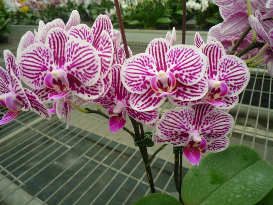 YC089Phal.Taida Kings Caroline 