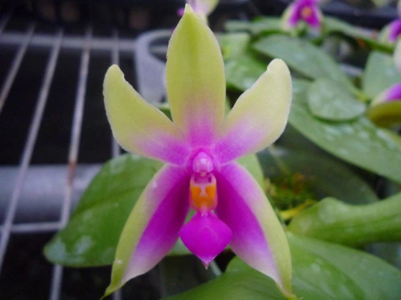 YC088 Phal.belliana ‘sib’