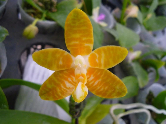 YC087 Phal.amboinensis ‘flava’