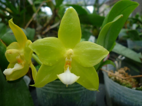 YC086 Phal.K S Evergreen