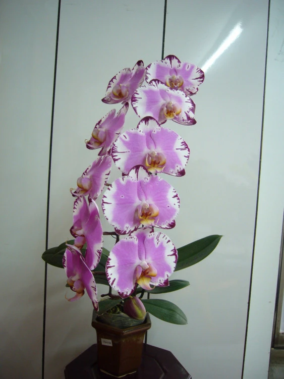 YC085 Dtps.Jiuhbao Fairy