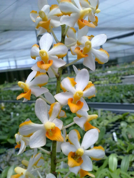 YC084 Dor.pulcherrima x Ascocentrum miniatum