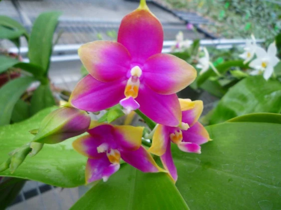 YC083 P.Penang Girl X P.Dragon Tree Eagle DT168 