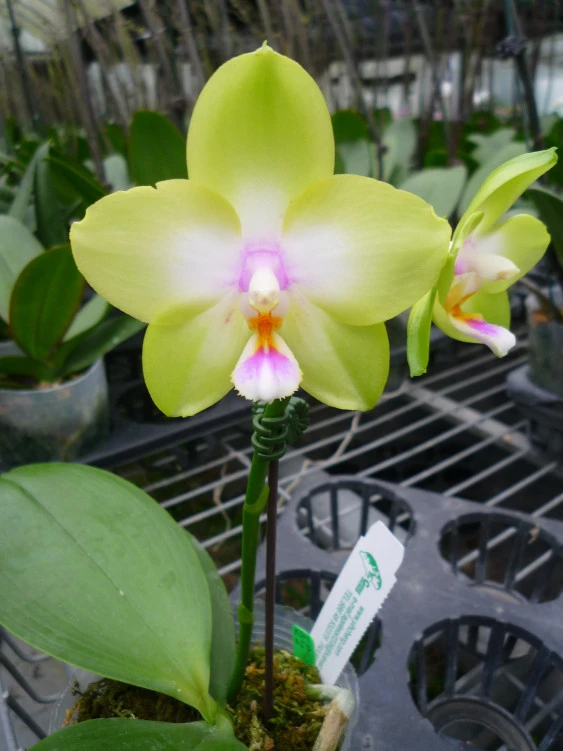 YC082 Phal.Violgoid Green
