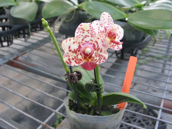 YC081 Phal.Tying Shin Classic(P.Tyiny Shing Jaguar x P.Lobbii)