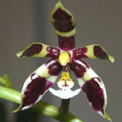 YC080 Phal.mannii ’black’