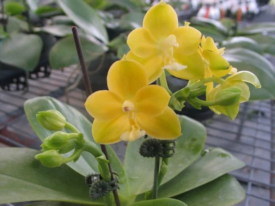 YC079 Phal.Su-An Cricket