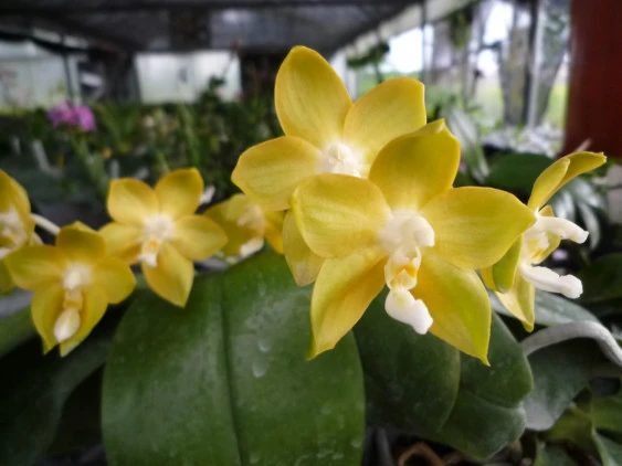 YC078 Phal.Nobbys Green Eagle