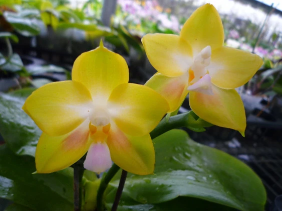 YC076 P.Joy Spring Canary 
