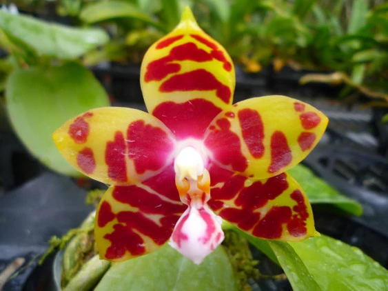 YC074 P.amboinensis Yellow x Phal.Yaphon Image