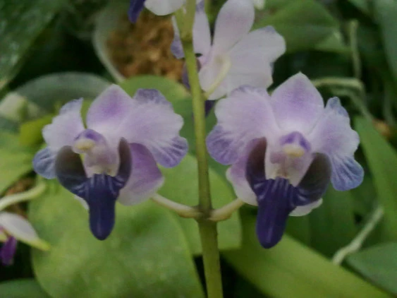 YC073 P.pulcherrima var blue