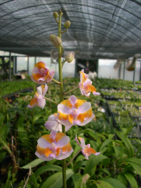 YC071 P.Pulcherrima 