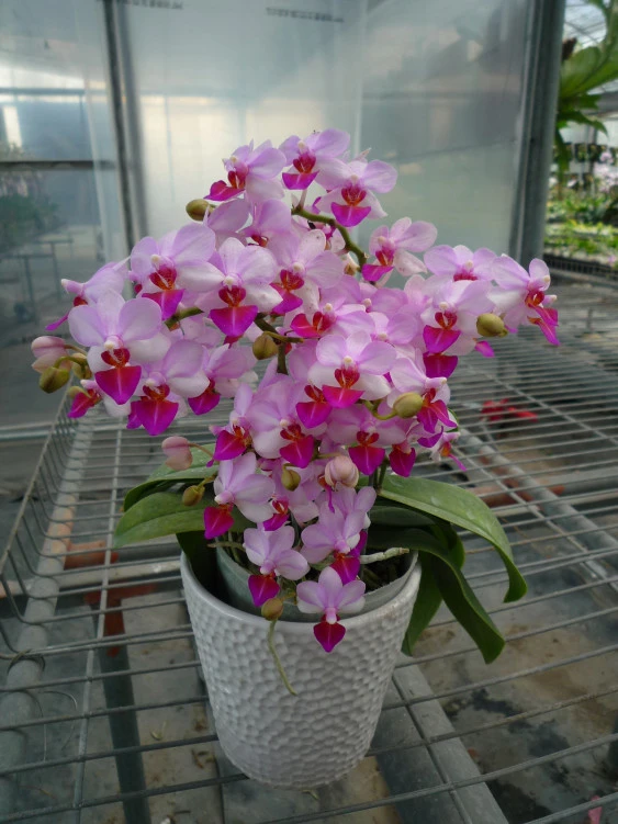 YC070 Dtps.Lius Berry'Orch House'