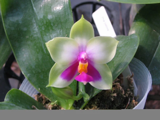 YC066 Phal.bellina”chen”