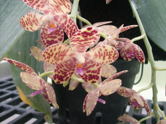 YC065 P.gigantea