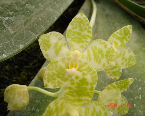 YC064 Phal.gigantea alba