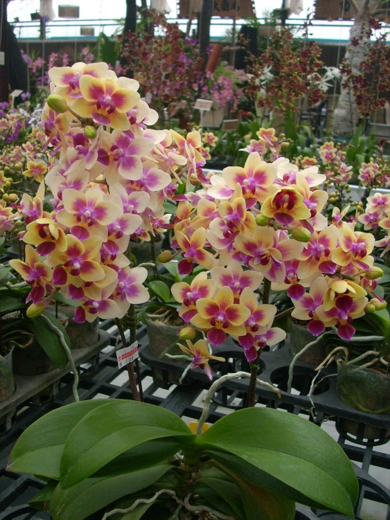 YC063 Dtps.Sogo Gotris