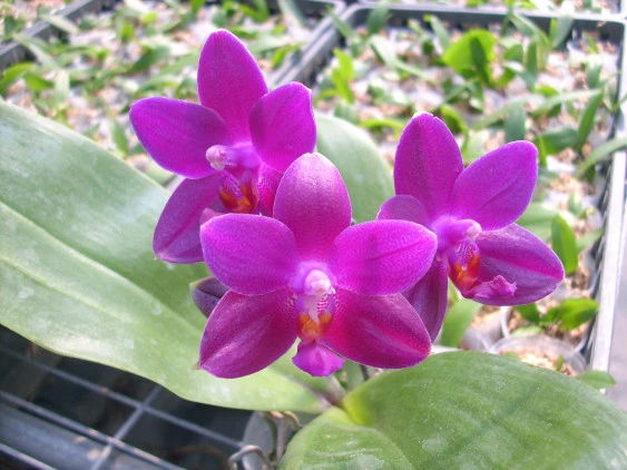 YC062 Dtps.Kingshing Corall-Heberella