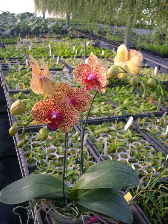 YC060 Dtps.Fusheng Sweet Paradise”Golden Leopard”