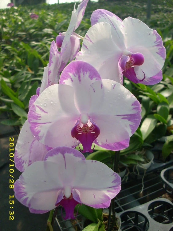 YC059 Phal.Hinamatsuri Rainbow Star