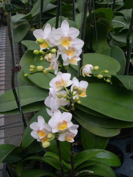 YC058 Phal.Lius Fantasy
