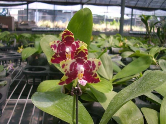 YC055 P.(Golblieber x P.mariae)