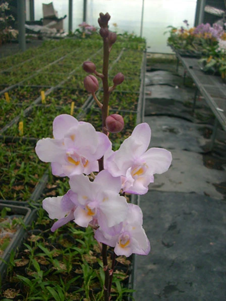 YC054 Phal.Lius Sakura