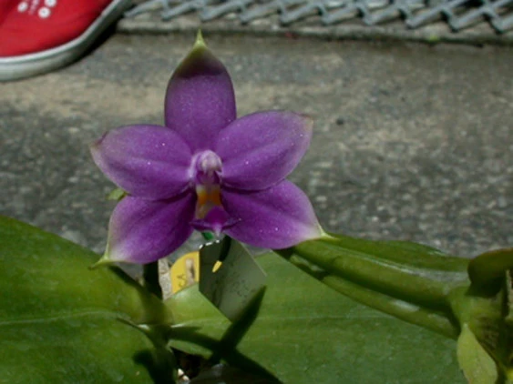 YC053 P.violacea var indigo
