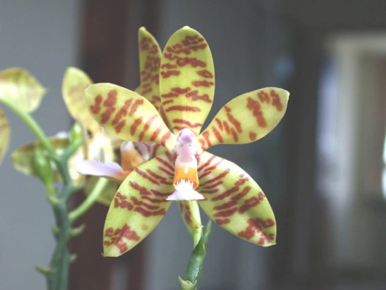 YC052 P.fasciata