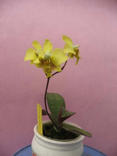 YC051 P.stuartiana yellow xsib