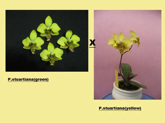 YC050 Phal. stuartiana (green x yellow)