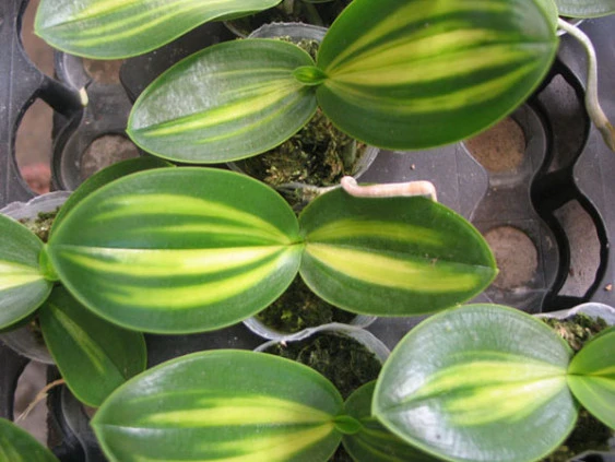 YC048 P.amabilis inner variegated