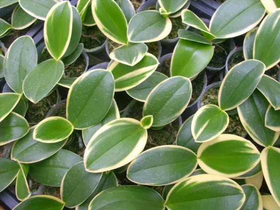 YC047 P.Sogo Vivien variegated leaf