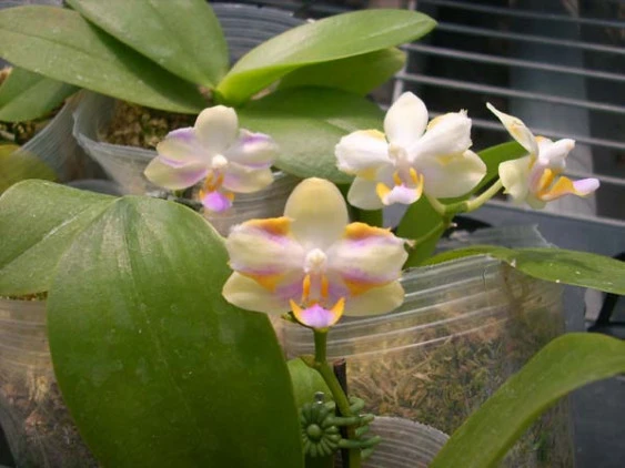 YC046 (P.javanica x Dor.pulcherrima) x P.violacea