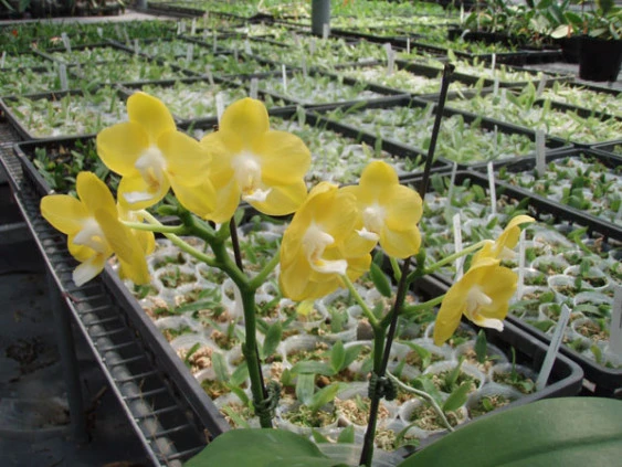 YC045 Dtps.Sogo Golden