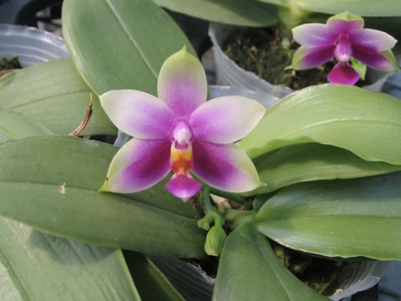 YC044 P.violacea x P.violacea