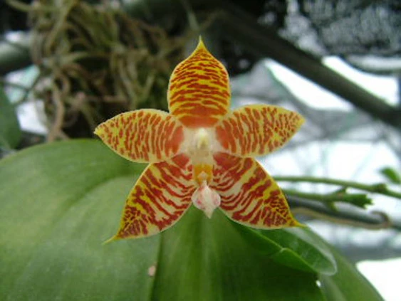 YC043 Phal. Amboinensis var flava