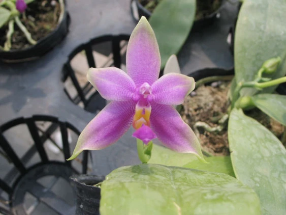 YC042 P. violacea var.sumatra