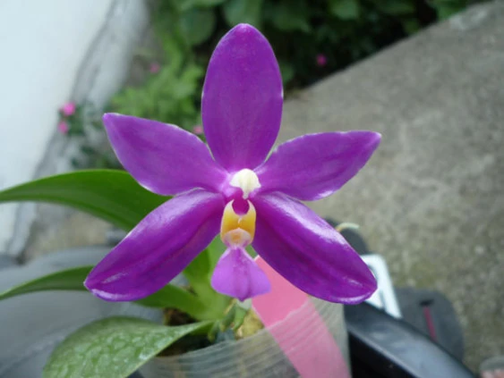 YC041 P.pulchra