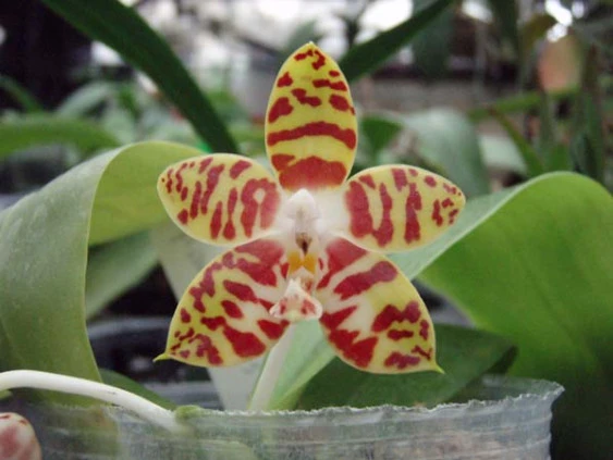 YC040 P.amboinensis ”flava”