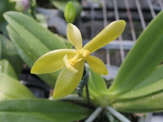 YC039 P.cornu-cervi’’Green’’