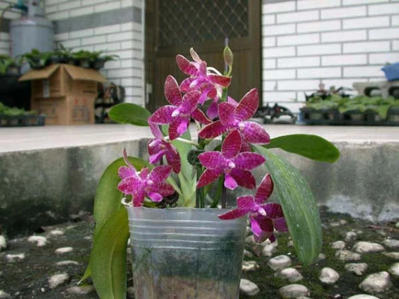 YC037 Phal.luddemanniana