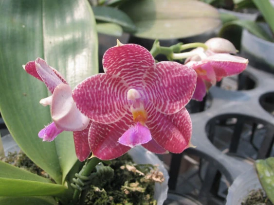 YC036 P.(P.Afrian Queen x Gold Lsels x P.lueddemanniana)